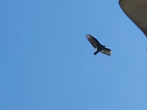 Hawks overhead