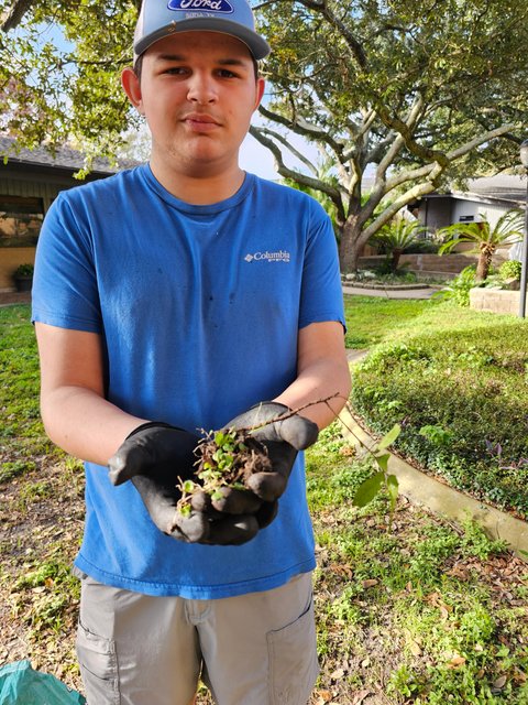 Preserving Oak Saplings