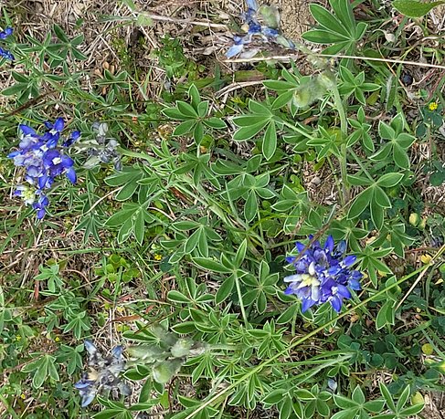 BlueBonnets